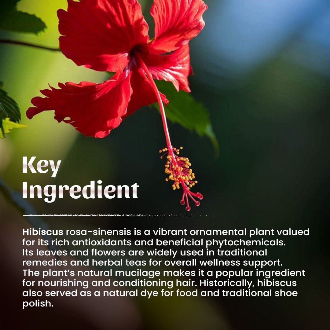 4 Jasud (hibiscus) Powder Ingredient