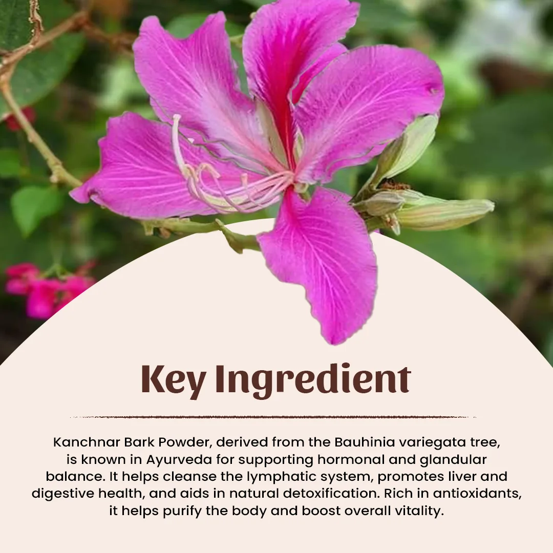 4 Kanchnar Bark Powder Ingredient