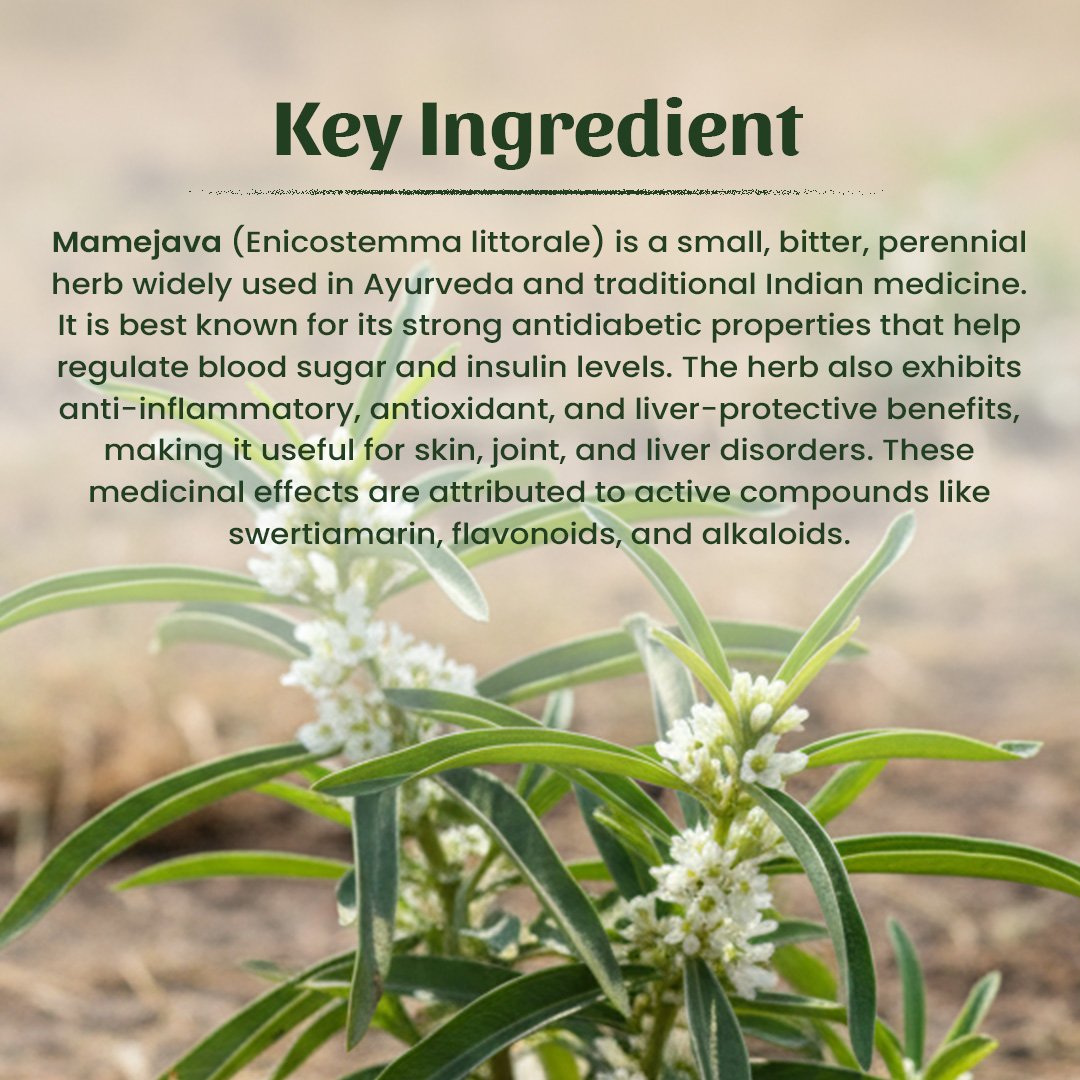 4 Mamejava Powder Ingradient