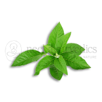 Neel Ayurvedics Dried Ardusi Leaves | Adoosa Leaves - Best for Respiratory