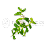 Brahmi.png