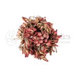 Dhavadi-Phool.png