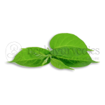Neel Ayurvedics Gudmar Dried Leaves | Madhunashini Leaves | Gudmar Leaves | Gurmar | Madhunashni | Nagapushpi | Gymnema sylvestre