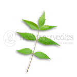 Neem-Leaves.png