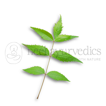 Neel Ayurvedics Neem Leaves | Azadirachta indica Leaves | Nimba