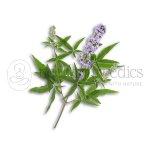 Neel Ayurvedics Nirgundi Leaves | Nagod Pan | Sambhalu Leaves | Nirgundi Patta | Chaste Leaves | Nirgund