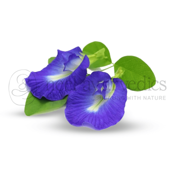 Neel Ayurvedics Shankhpushpi | Convolvulus prostratus | Shankhawali | Sankhpushpi | Convolvulus Pluricaulis