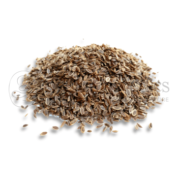 Neel Ayurvedics Suvadana | Dill Seeds | Anethum graveolens