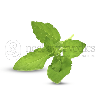 Neel Ayurvedics Dried Tulsi Leaves | Tulsi Patta | Basil Leaves | Ocimum sanctum