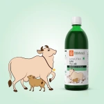 Krishnas-Herbal-And-Ayurveda-Gomutra-Ark-–-1000-ML.webp
