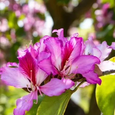Kanchnar Guggulu – A Natural Support for Thyroid, Weight & Skin Healthin the UK